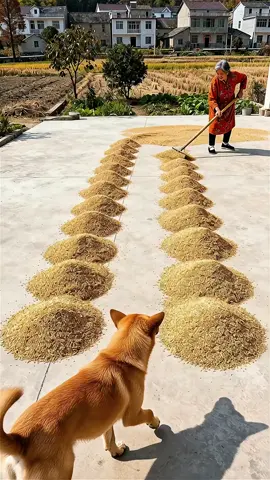 #ai #douyin #funny #funnyvideos #dog 