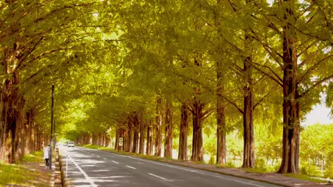 Hàng cây thủy sam.ở shiga #xuhuong #tiktok #viraktiktok #shiga #biwako 