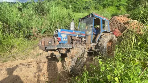 Cọp cũng phải thất thủ😂#maycaykontum🚜 @Dung mày cay 