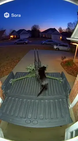 WHAT is my neighbors cat doing bro 🙏🥀  #fyp #foryoupage #xyzbca #cat #ringdoorbell 