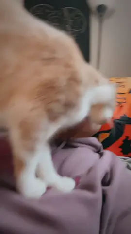 Him’s loves his mom. #trending #foryoupages #fypシ #cat #mybaby 