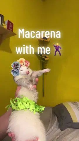 Macarena with me 🕺😌 #cute #ferret #dance #foryoupage 