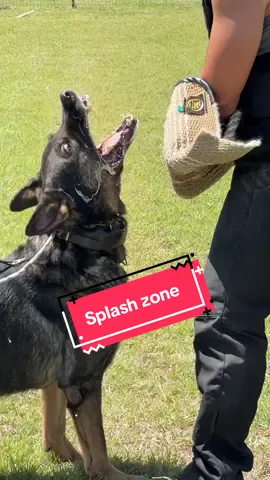 Always while he is working it’s like this. Be ready to change you clothes multiple times 😂 #schutzhund #igp #germanshepherd #dog