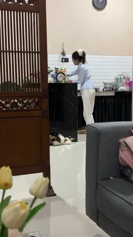 Ternyata kucing bisa balas dendam juga yaa…😒