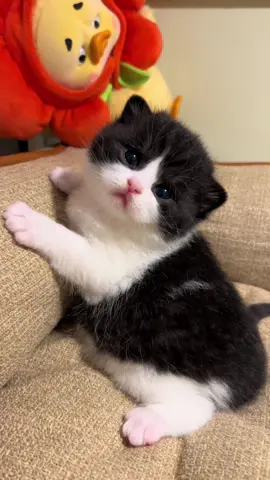 😎😎#adopsikucingjogja #cats #catsoftiktok #cute #bshkitten 