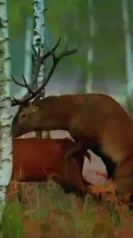 In this video, you’ll see a beautiful meeting of majestic Elks in the wild! 🦌 Their calm behavior, strong bond, and natural beauty show the peaceful side of wildlife. Watch till the end to enjoy the pure nature moments captured in the USA forests. 🌲🇺🇸 #ElkMeeting #WildlifeUSA #NatureVibes #AnimalLovers #DeerAndElk