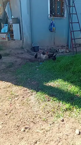 #شعب_الصيني_ماله_حل😂😂 #viral #فرنسا🇨🇵_بلجيكا🇧🇪_المانيا🇩🇪_اسبانيا🇪🇸 