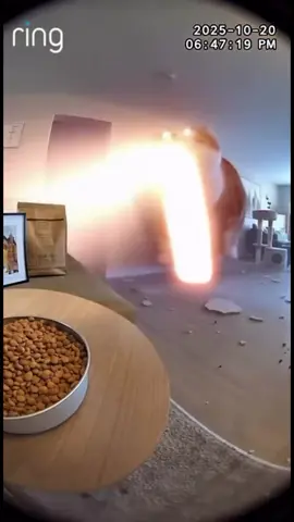 Big Orange Cat #soraai #fyp #cat #viralvideo #tiktok Aİ⚠️