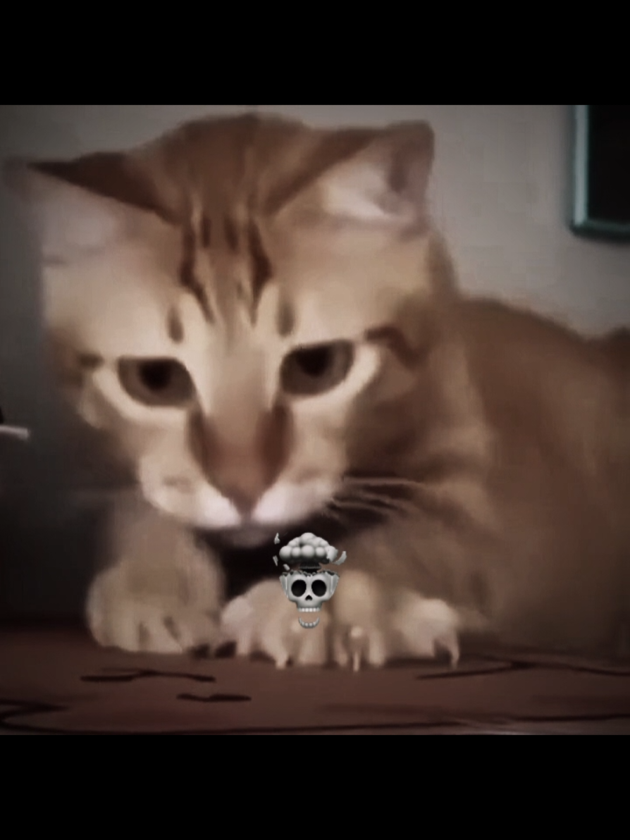 Cat reflexes 😾#cat #cats #catlover #catreflexes 