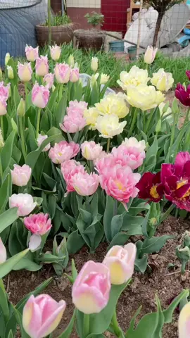 Tulip yêu lắm mẤy bà ơi 