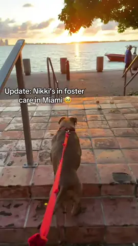 Nikki made it safe and sound to Miami in her temporary foster home 🥹🥰❤️ we are looking for her forever home, please continue to share 🙏 LINK IN BIO TO DONATE ITEMS TO HER FOSTER FAMILY 