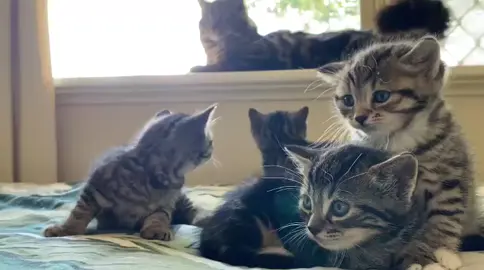 اللهم احفظهم بعينك التي لاتنام  اللهم صل على سيدنا محمد  #لا_اله_الا_الله_محمد_رسول_الله #قطط #نشيد #🏴☝🏻 #اللهم_صل_على_نبينا_محمد 