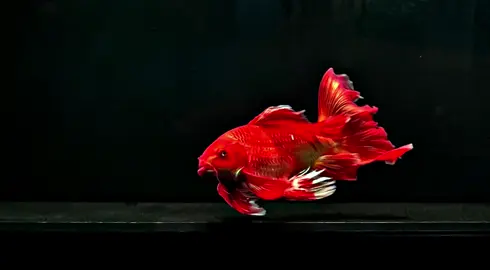 ĐẸP TỚI ĐÂU , MÌNH HƯỞNG TỚI ĐÓ 😘😘😘😘. CÁ CƯNG CỦA CÁC BẠN VẪN ỔN CHỨ 😘 #chepphitan #chepphitancuucap #buomcapchina #dammecuatoi 