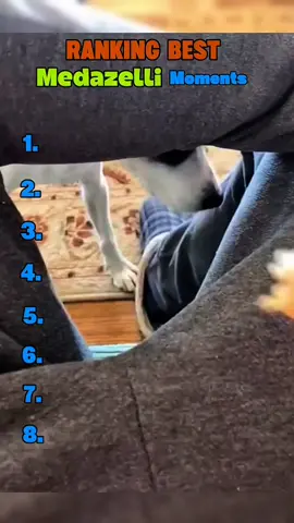 Funniest Medazelli Moments | @Medazelli☔️ #medazelli #funny #funnyvideos #dog #cat