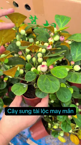Cây sung trái may mắn tiểu bồ đề #goldenlifegarden #caycanh #caysungtrai 