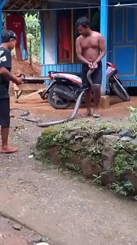 @panjipetualang_real untung keburu ketangkap oleh pawangnya . kemungkinan masih banyak nih 🥺🥺 #ularcobra #kingcobra #ular #ularbesar 
