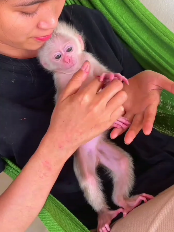 Mother Love With Baby Monkey 🙊Beautiful Baby Monkey 🙊 Shower 🚿monyetnya mandi lucu o6e3bAHy MOOT vídeo de monitos bañándose bibi monkey official monitos bebes bibi monkey video 🐒😺 #babymonkey #bibimonkey  قرد یسبح 