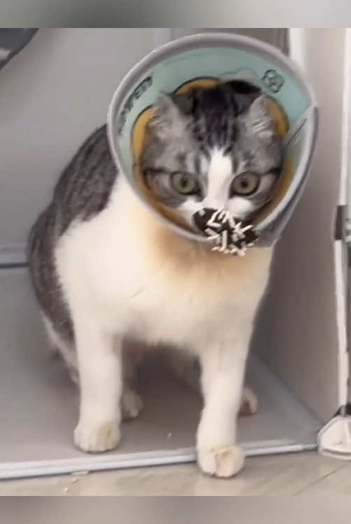 Cone cat 🐈 #cats #cat #kitten #meow #kittens 