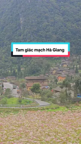 Chắc đây là chiếc view check in hoa tam giác mạch đẹp nhất nhì Hà Giang rồi.  Đi đi các bạn, do dự hết hoa đẹp mất.  23.10.2025 #HàGiang #haicaydao #tamgiacmachhagiang #travel 