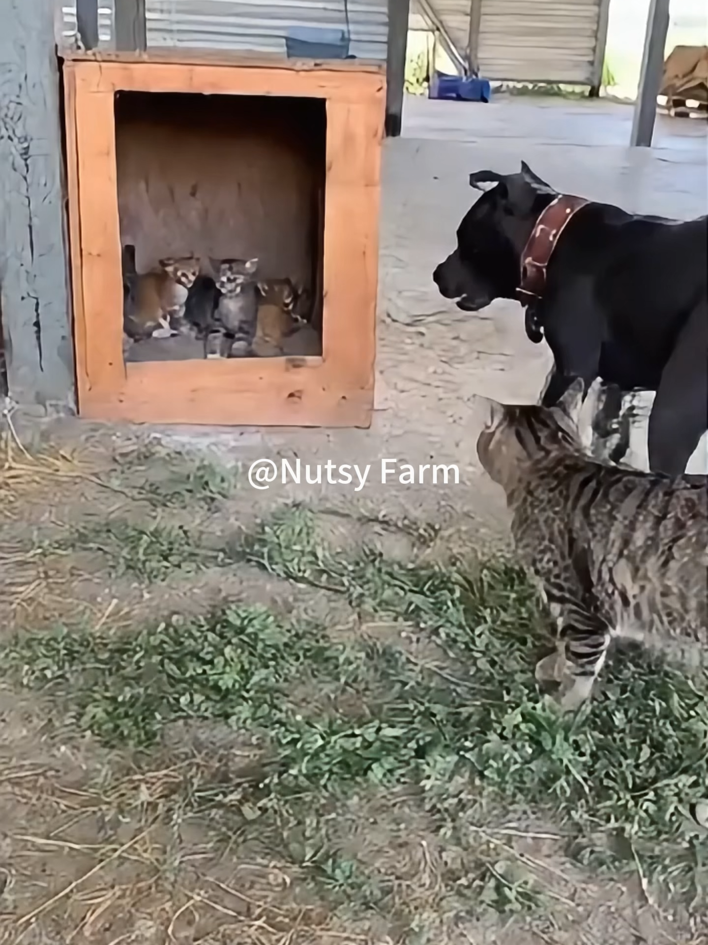 Mother cat stands off with hunting dog to protect kittens… then a stunning turn follows! #MotherCat #dog  #Shorts