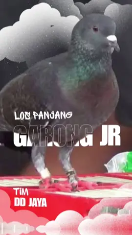 Garong JR losnya ngeri #fyp #fypage #merpatikolong #merpatilovers #berandatiktok 