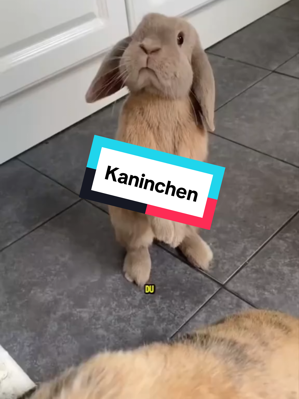 das verdammte Kaninchen #tiereauftiktok #tiere #tierwelt #kaninchen 