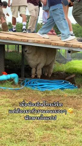 ณ ฟาร์มแกะแห่งหนึ่ง น้องคงรับแขกจนเหนื่อย 🤣🤣🤣#เที่ยวเขาใหญ่ #ปากช่อง 