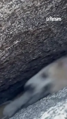 En Californie, un chiot de trois mois, coincé entre deux rochers, a été secouru par les pompiers. Après plusieurs tentatives infructueuses de son propriétaire, les secours ont utilisé des coussins pneumatiques pour écarter les rochers et libérer l’animal, sain et sauf. #sinformersurtiktok #chien #dog #sauvetage #animaux