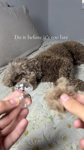 You should do this before it’s too late if you’re a dog owner 🐾❤️ #dog #dogowner #dogmom #petloss #petmemorial 