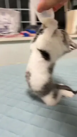 #cats #catsoftiktok #kitty #fy 