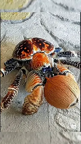 The coconut crab is breaking the coconut at the breach _coconutcrab _cuteanimals#foryoupage❤️❤️ 