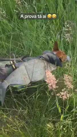 Depois falam q é mentira🤣🤣#letisgooficial #letisgo27 #audio #audiosengraçados 