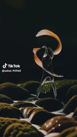 #التصالح_مع_الذات #الشعب_الصيني_ماله_حل😂😂 #your_coffee #صباح_الخير #السماح_بالرحيل 