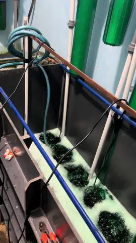 Bismillah 🌾 #agchromekediri #chrome #kediri24jam #jatim #viral #fyp #vaporblasting #agblasting #anodes #chrome 