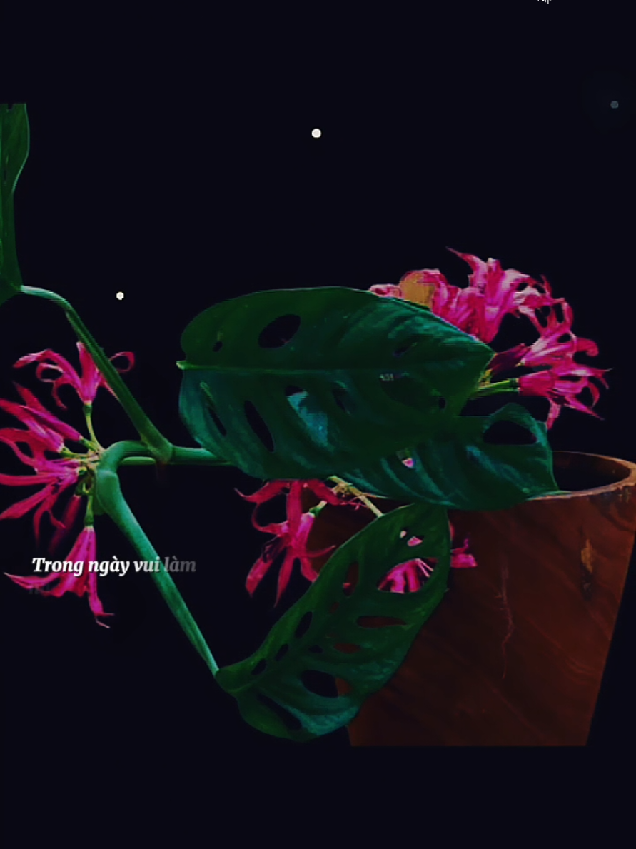 Nghèo nên không với cao... #nhanchungmuoinam  #nhacbuontamtrang  #tramcamxuc💔  #maucapcut  #pnnguyen39 