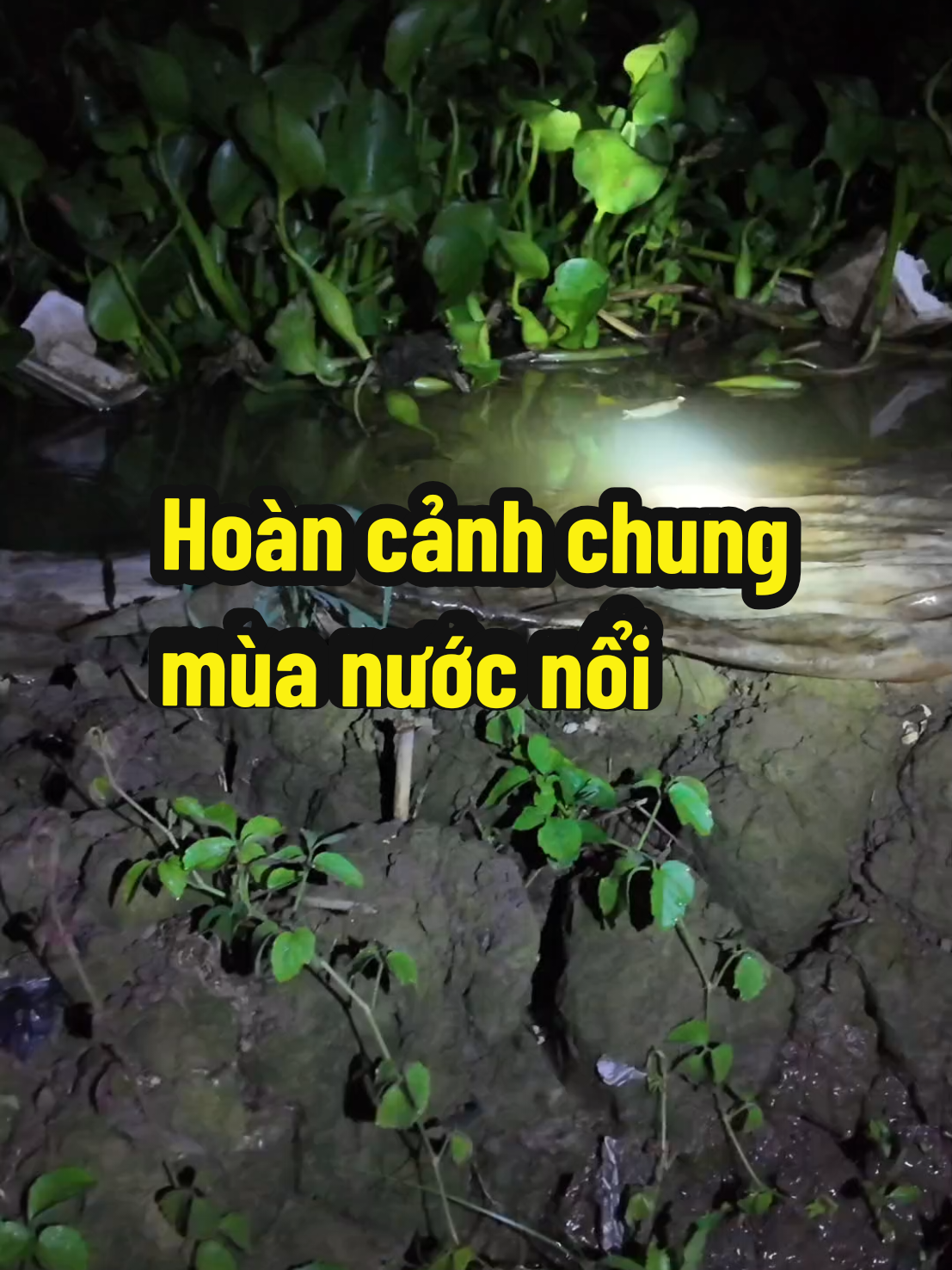 Hoàn cảnh chung của bà con nông dân trong mùa nước nổi #kysutin #chiase #vtnn #nongdan #agrijapan 