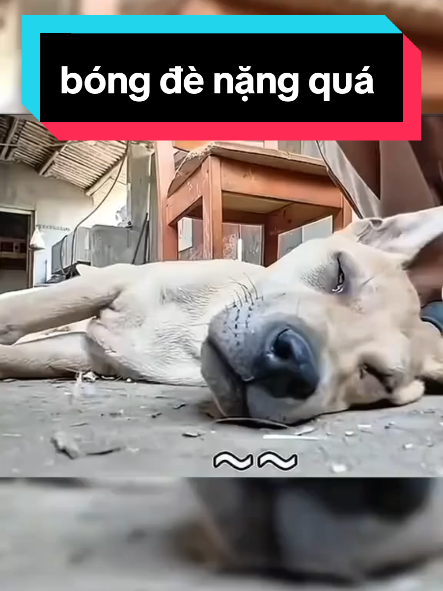 nằm mơ bị bóng đè nặng quá các bác ơi .....huhuhuhu#viral #pet #cho #xuhuongtiktok #thinhhanhtiktok @Dòng Máu Việt @Dòng Máu Việt @Dòng Máu Việt 
