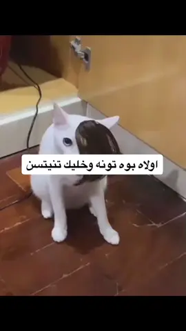 ههههههههههههههههههههههههههههههههههههههههههههههههههههههههههههههههههههههههه #fyp #اكسبلوررر 