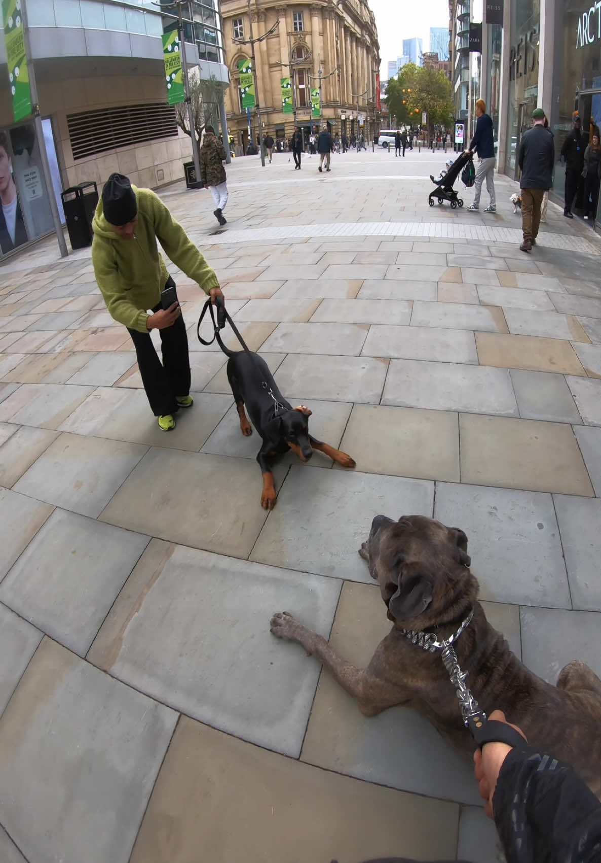 Is this CUTE or CHAOTIC? 😂👇 #videoviral #canecorso #xzycba 
