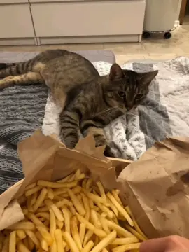 carol of the fries #fyp #meme #georgieebom #cat #funny . check out @Henry🤍 and give him a follow