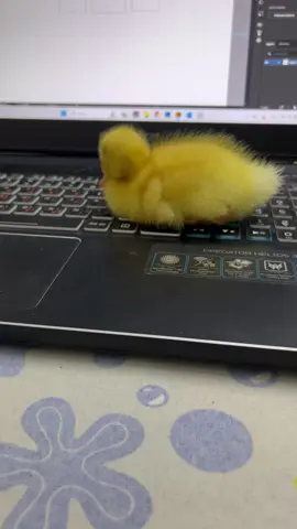 Lucky 🐥 