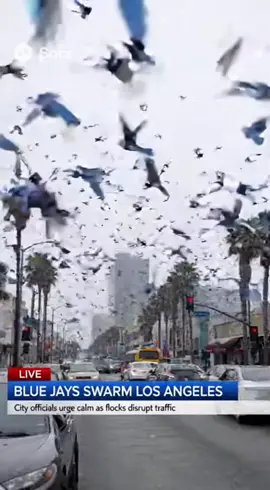 Blue Jays taking over the LA streets! Getting ready for game 1! 🐦🐦🐦 #bluejays #WorldSeries #baseball #toronto #ai