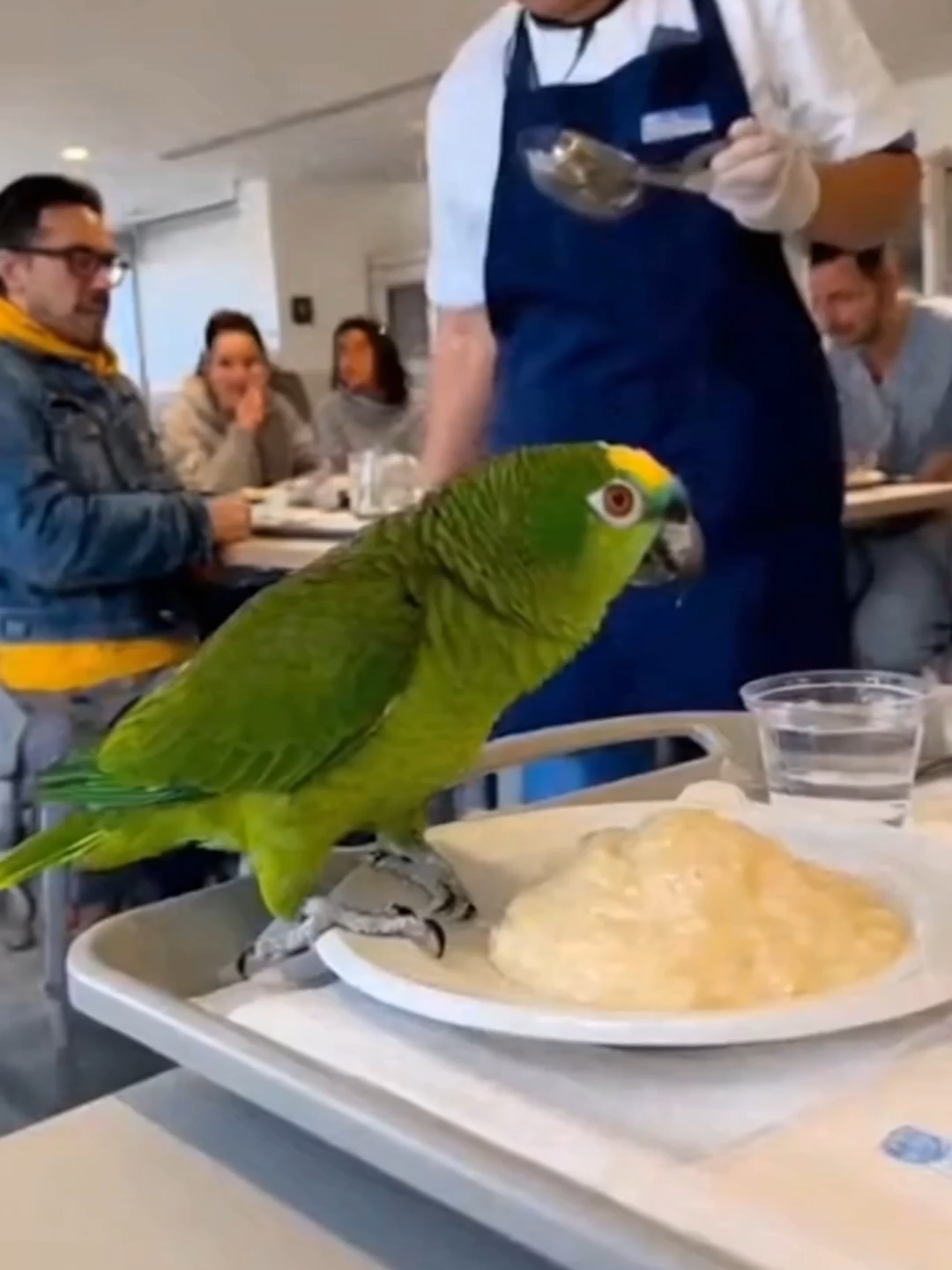 Le Perroquet de l’Hôpital