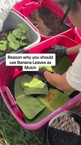 Using banana leaves as mulch, and why it’s beneficial to use #gardentok #gardening101 