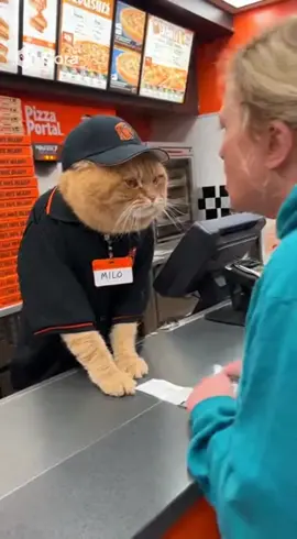 Fast food but make it feline #catlife #viralfunnyvideo #catslovers #funnycats #cat 