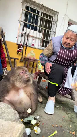 #monkey #animal #cute #funny #fyp