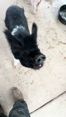 Fantastic Pigs and Where to Find Them!! #animals #fyp #happy #piggy #rescue 