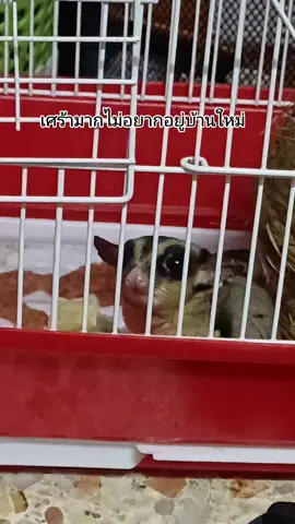 สงสารคงไม่ชิน#ชูก้าไกรเดอร์ #สัตว์เลี้ยง 