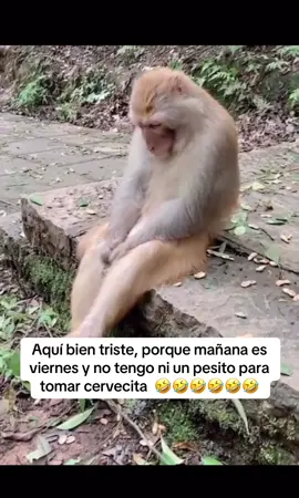 #meme 