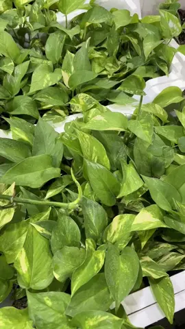 صوت الطبيعة🕊️🌱 #نباتات #نباتات_داخلية #نبتة #الرياض #foryoupage 